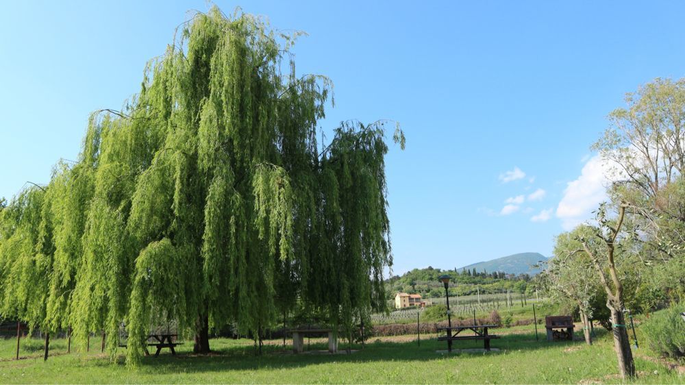 Agriturismo Ca' Castellani บาร์โดลิโน ภายนอก รูปภาพ